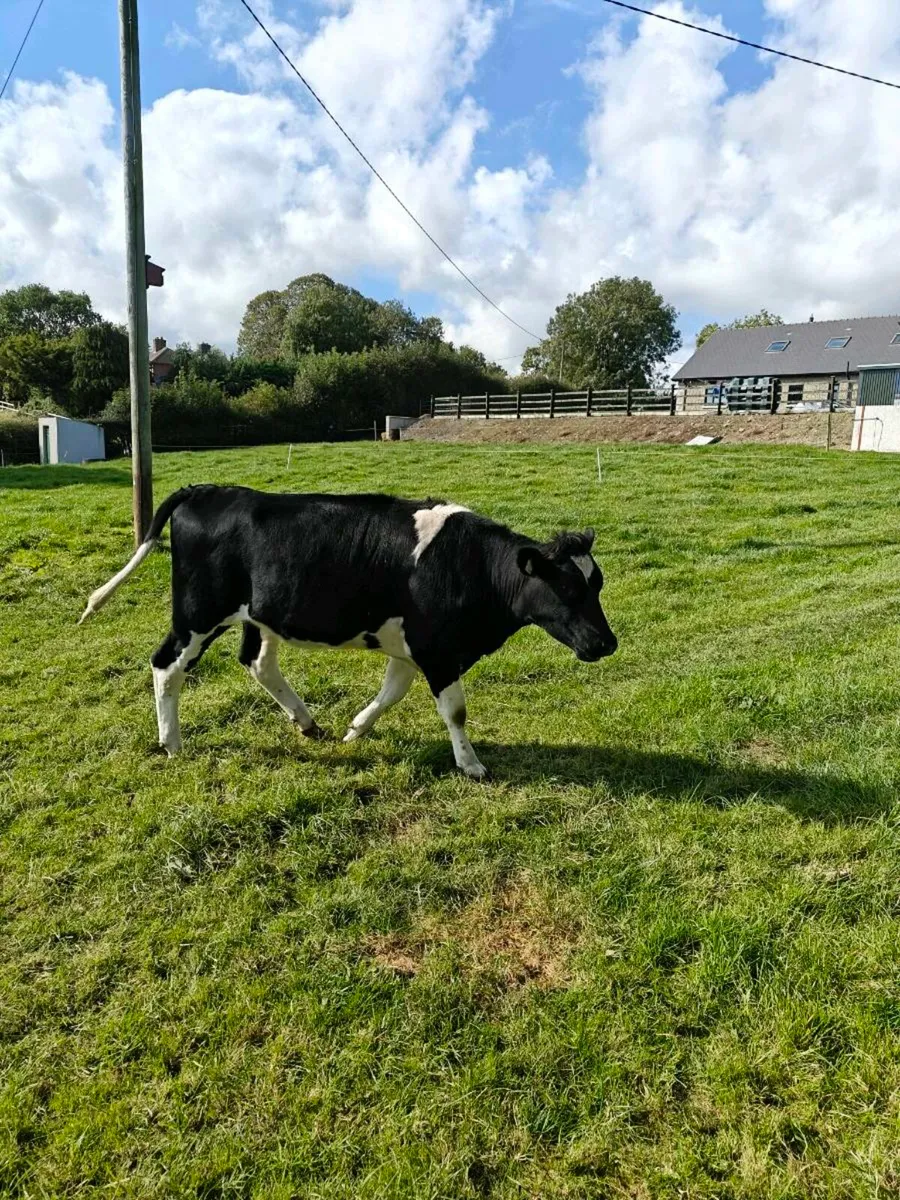 Fresian heifers - Image 3