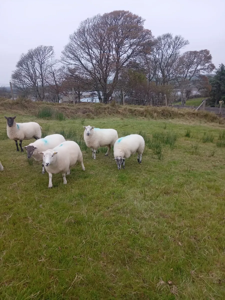 Hoggets for sale - Image 1