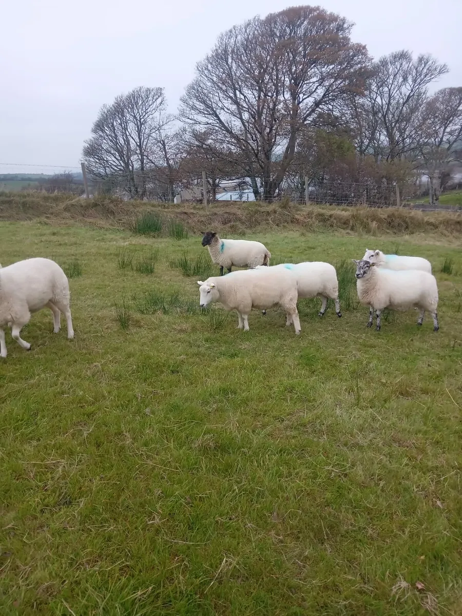 Hoggets for sale - Image 2
