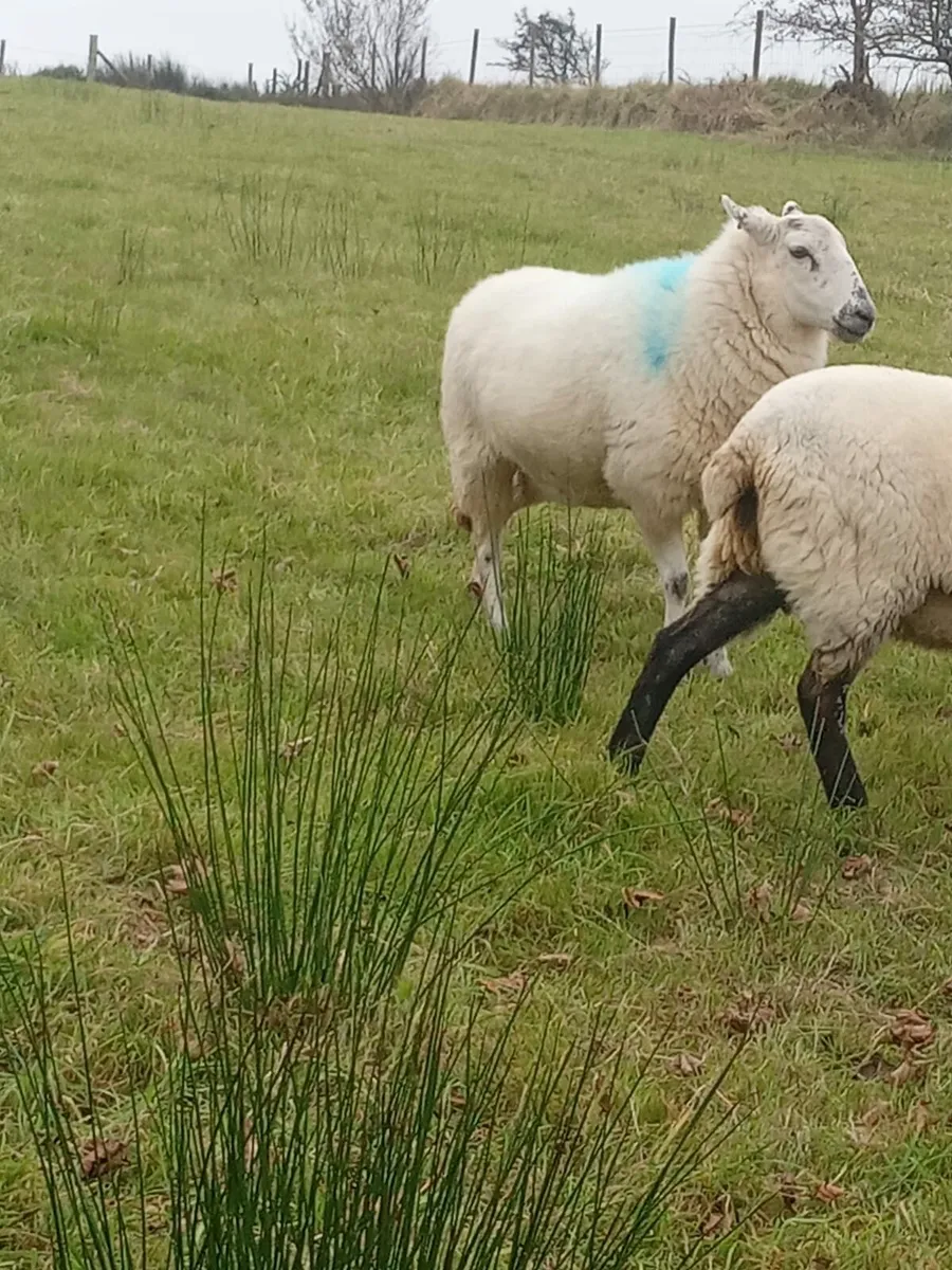 Hoggets for sale - Image 3