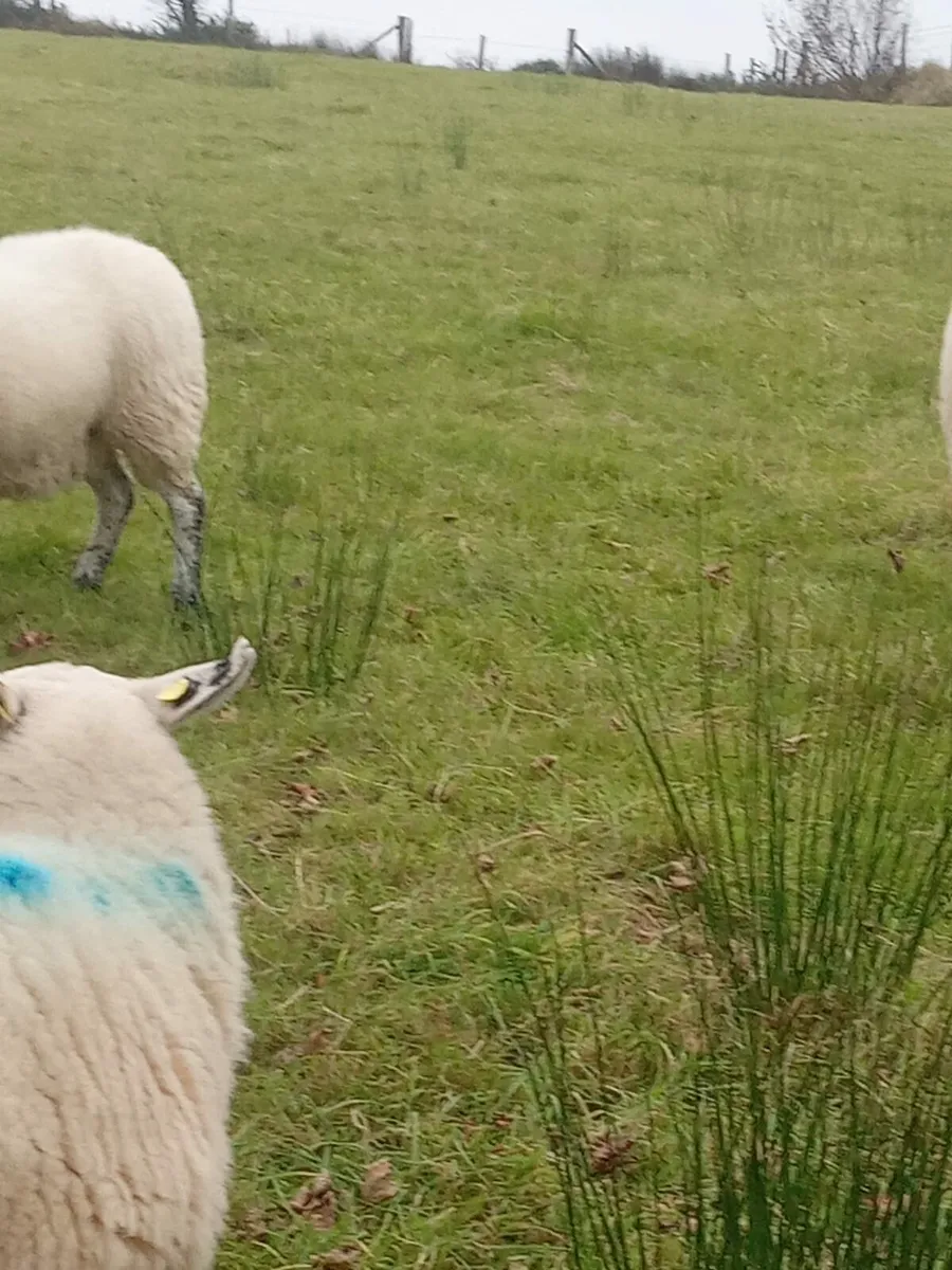Hoggets for sale - Image 4