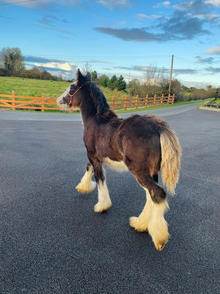 Bay Colt Foal - Image 1