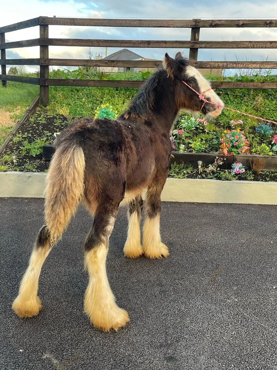 Bay Colt Foal - Image 2