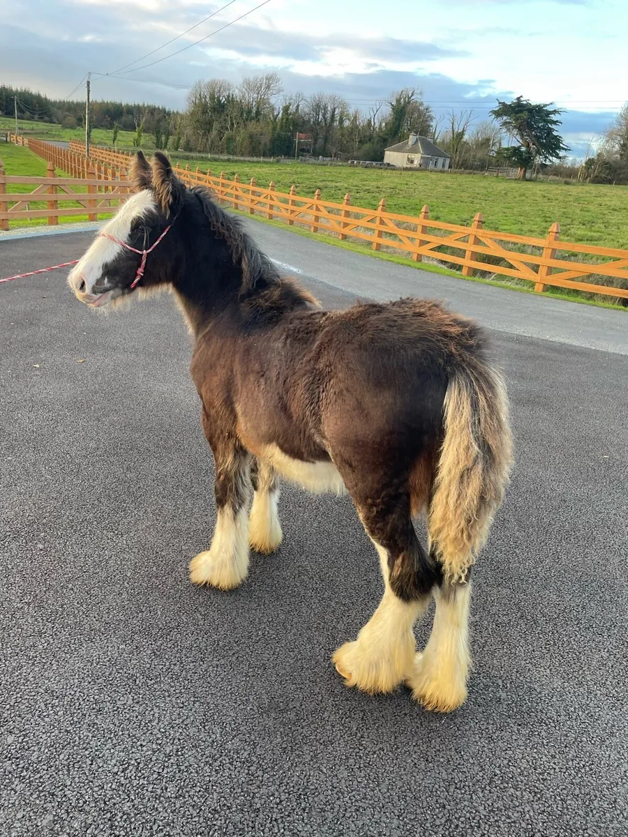 Bay Colt Foal - Image 3