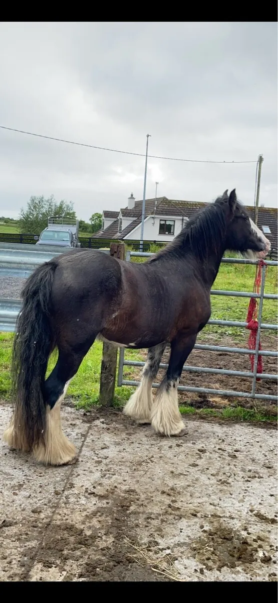 Bay Colt Foal - Image 4