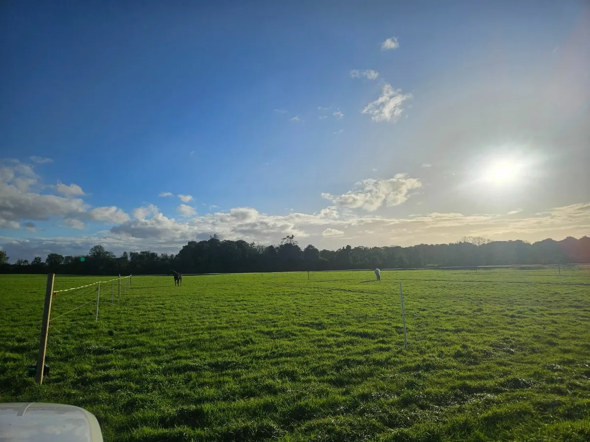 Grass livery/ winter grazing