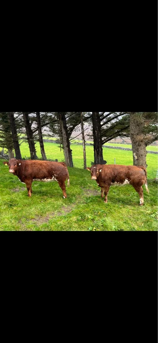 Belgian Blue Heifers - Image 1