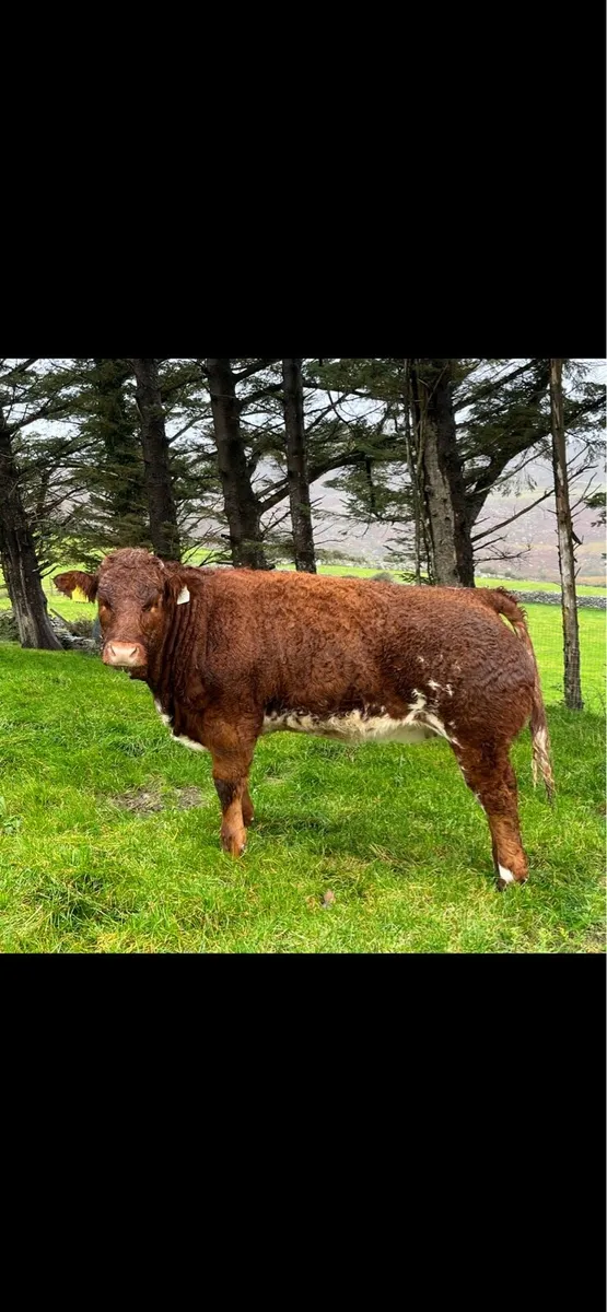 Belgian Blue Heifers - Image 2