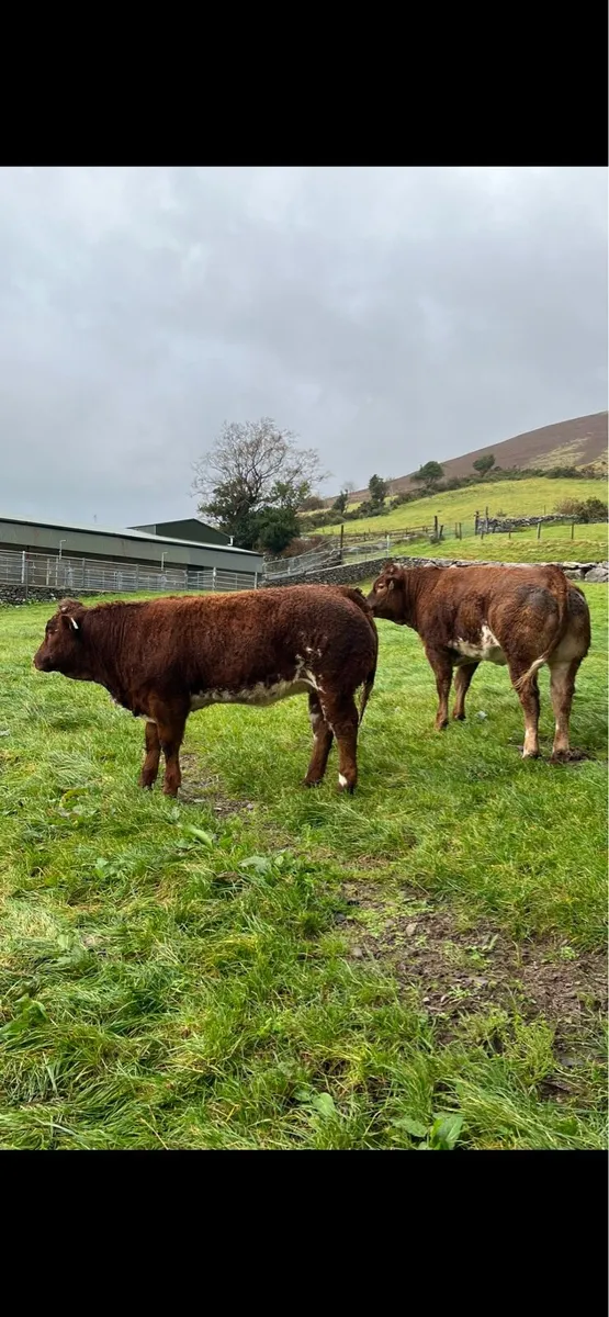Belgian Blue Heifers - Image 4