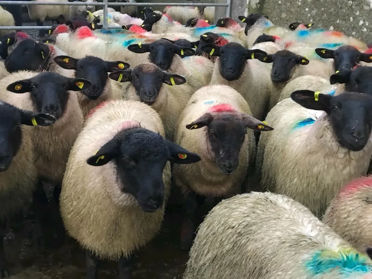 55 Suffolk Ewe Lamb's - Image 1