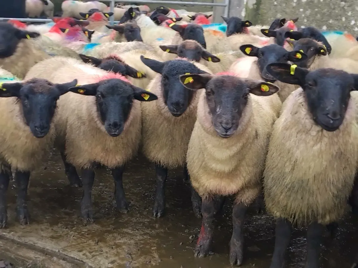 55 Suffolk Ewe Lamb's - Image 2