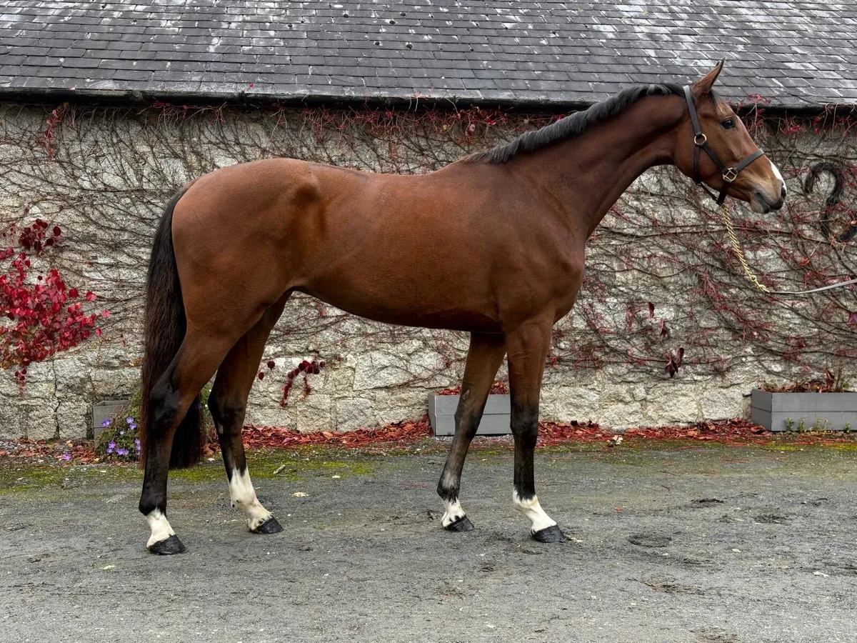 Hiello 3yo Gelding - Image 1