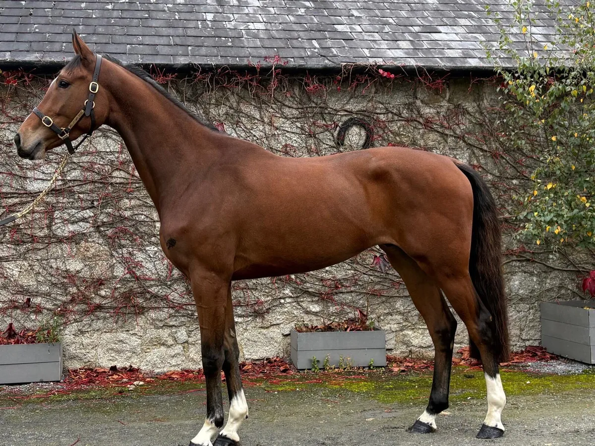 Hiello 3yo Gelding - Image 2