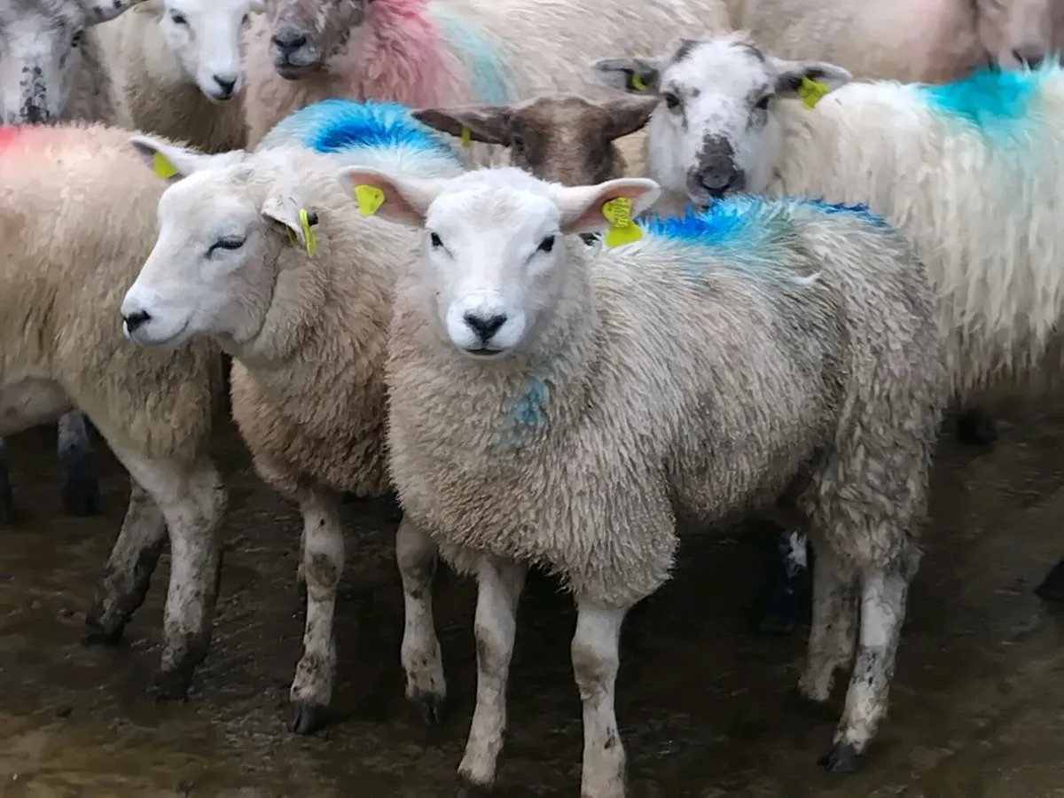 45 Texel Ewe Lamb's - Image 1