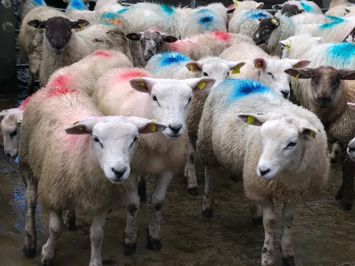 45 Texel Ewe Lamb's - Image 2
