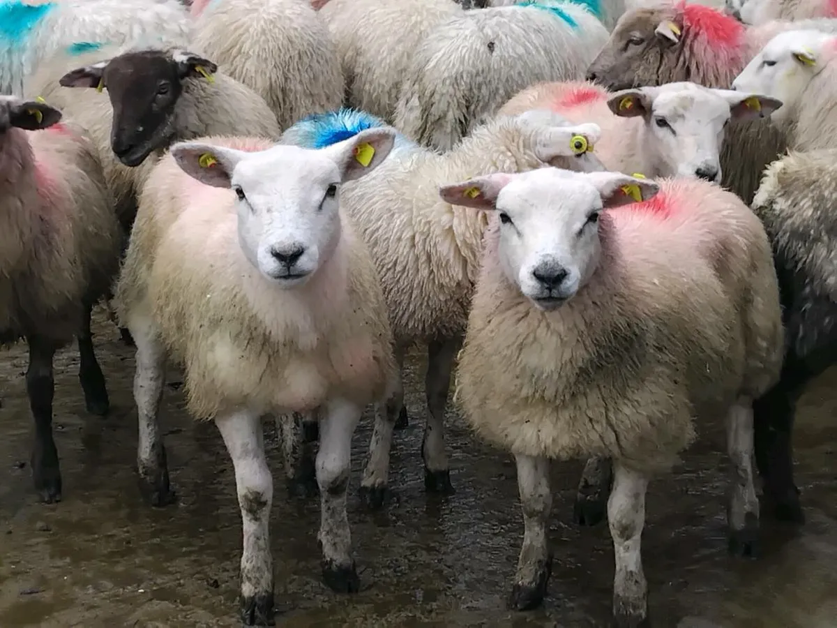 45 Texel Ewe Lamb's - Image 3