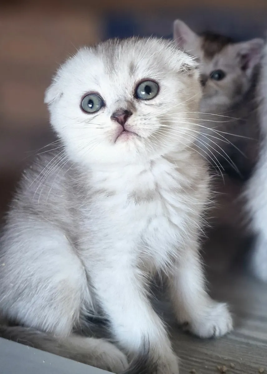 Scottish fold and straight kittens - Image 1