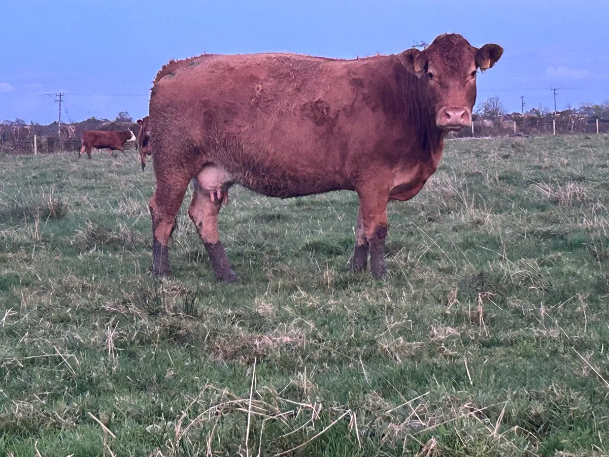Smashing 2018 born limousine cow - Image 1