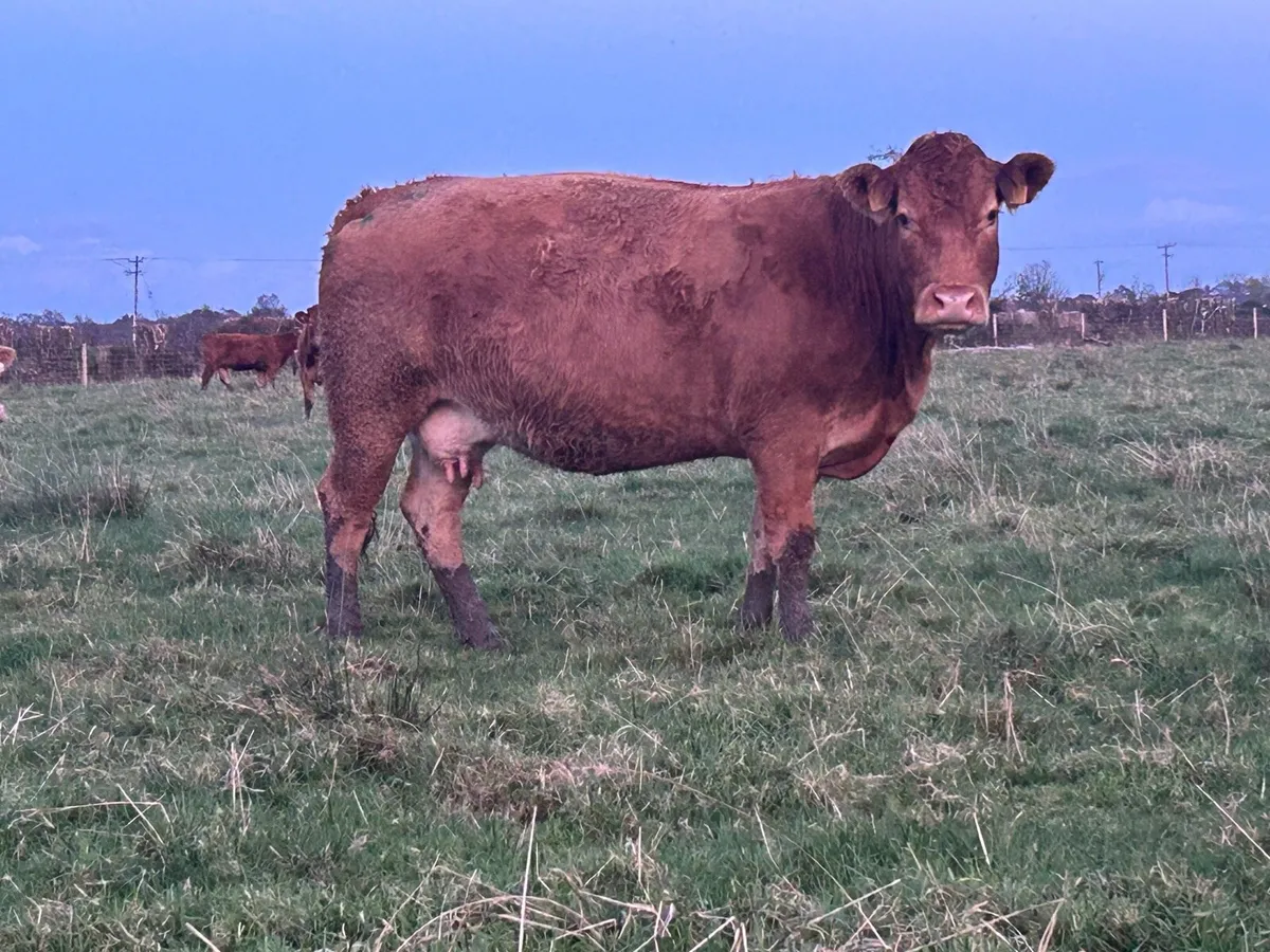 Smashing 2018 born limousine cow - Image 2