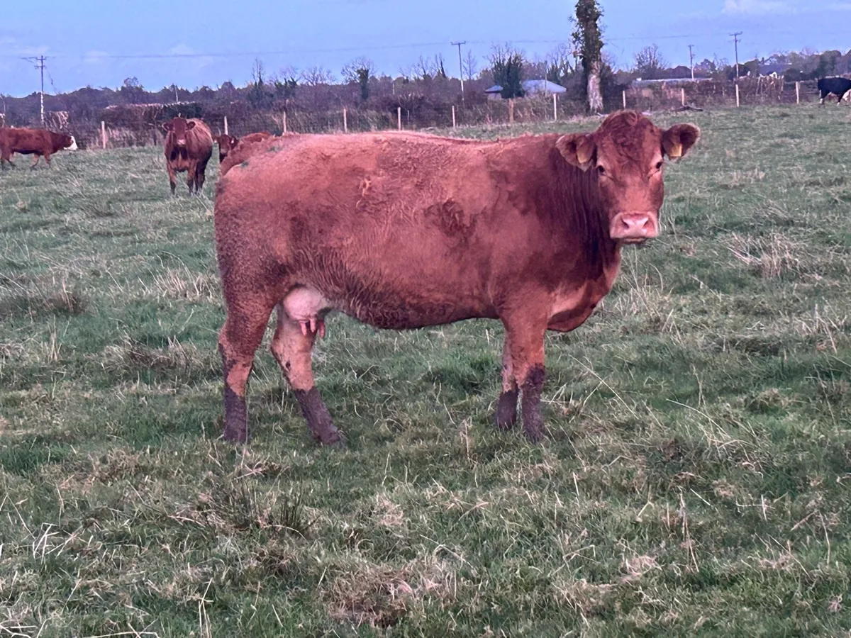 Smashing 2018 born limousine cow - Image 3