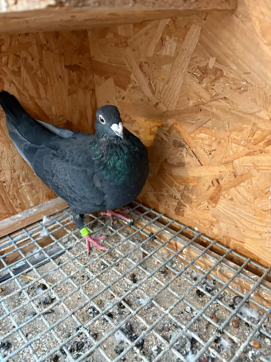Colour pigeons - Image 1