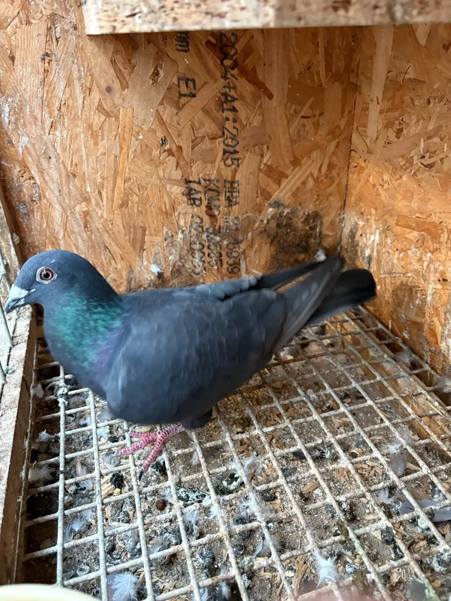 Colour pigeons - Image 2