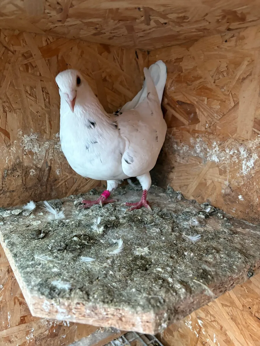 Colour pigeons - Image 3