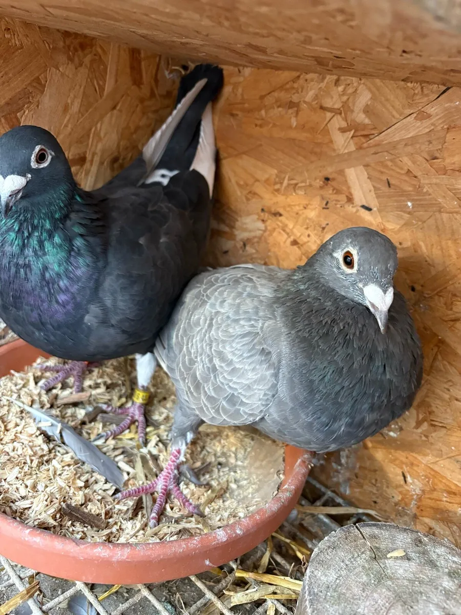 Colour pigeons - Image 4