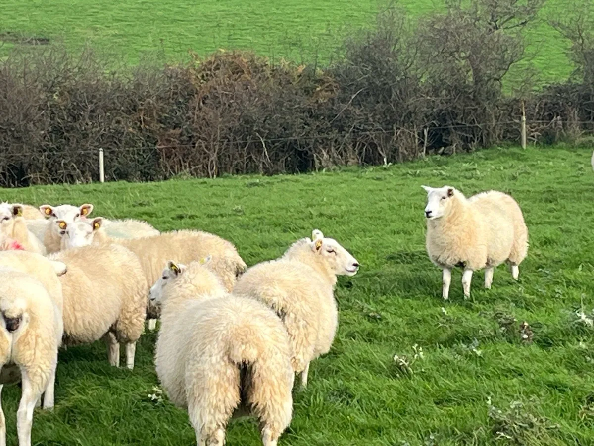 Lleyn ewes and ewe lambs - Image 1