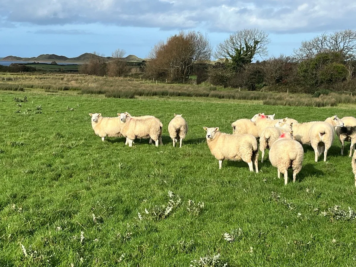 Lleyn ewes and ewe lambs - Image 2