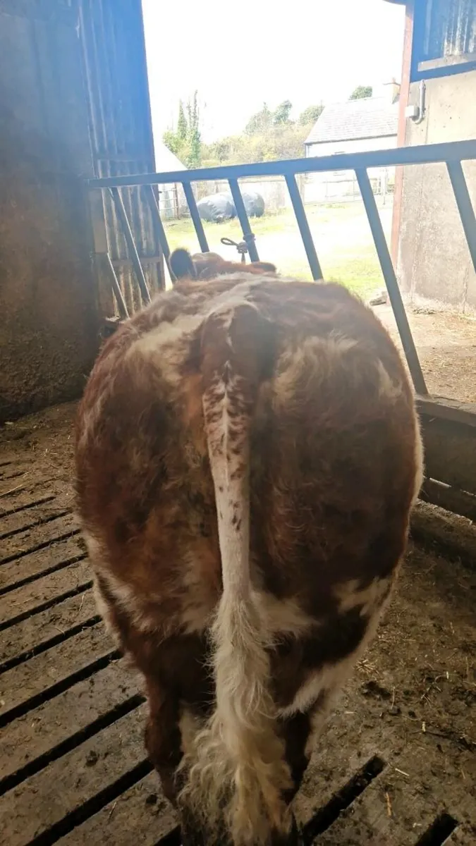 Show breeding heifers Gortatlea Mart - Image 2