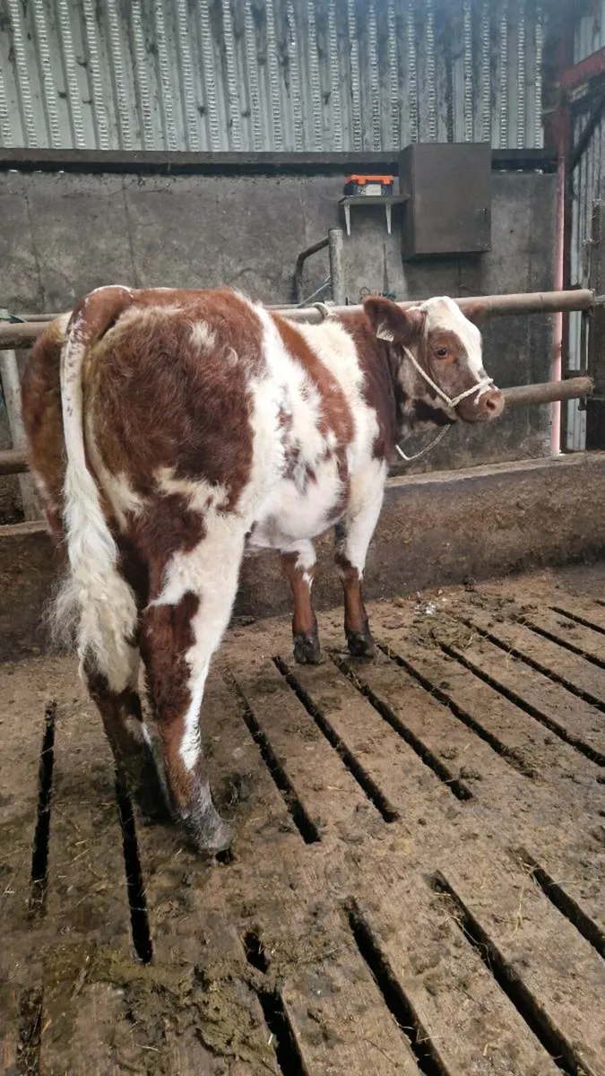 Show breeding heifers Gortatlea Mart - Image 3