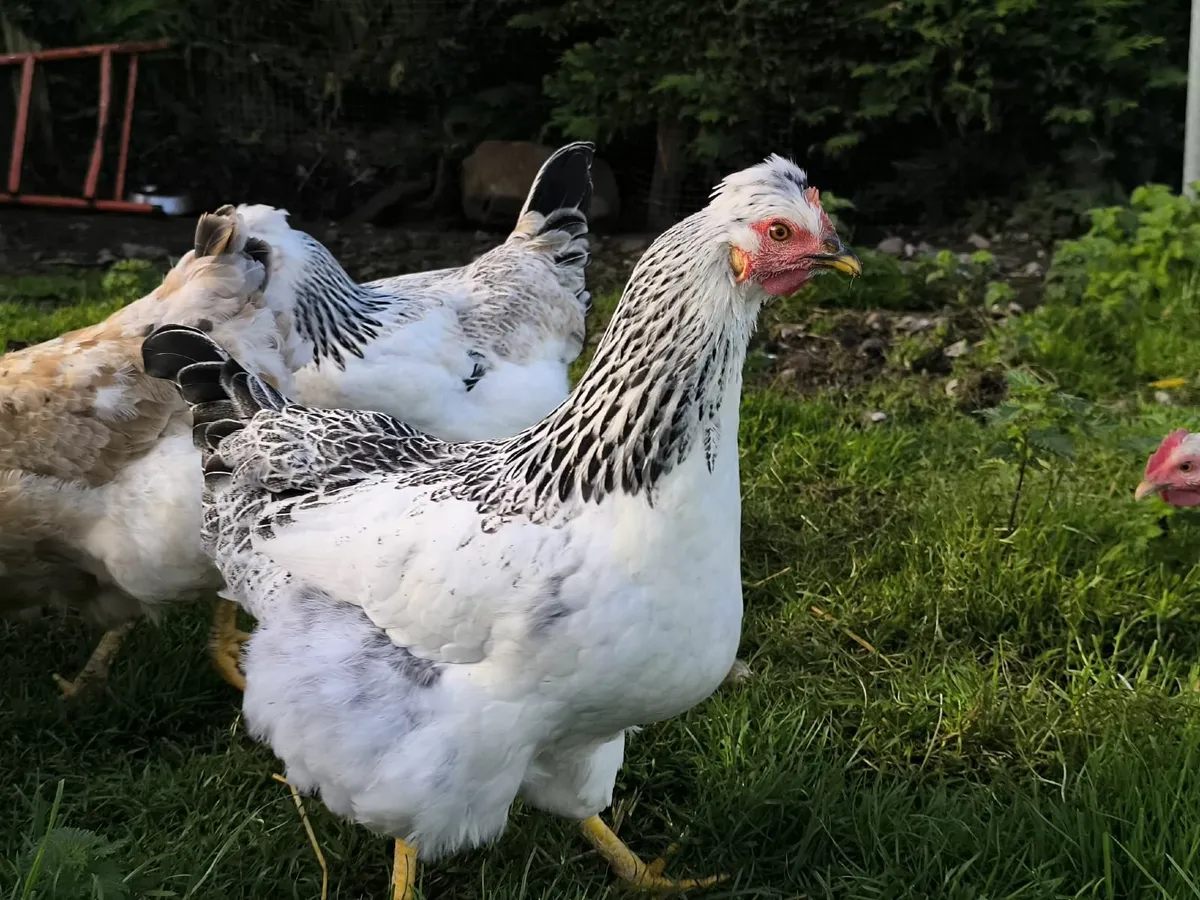 Hen's - Image 1