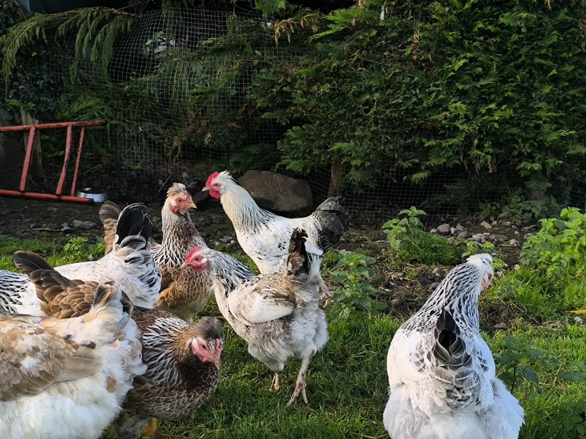 Hen's - Image 2