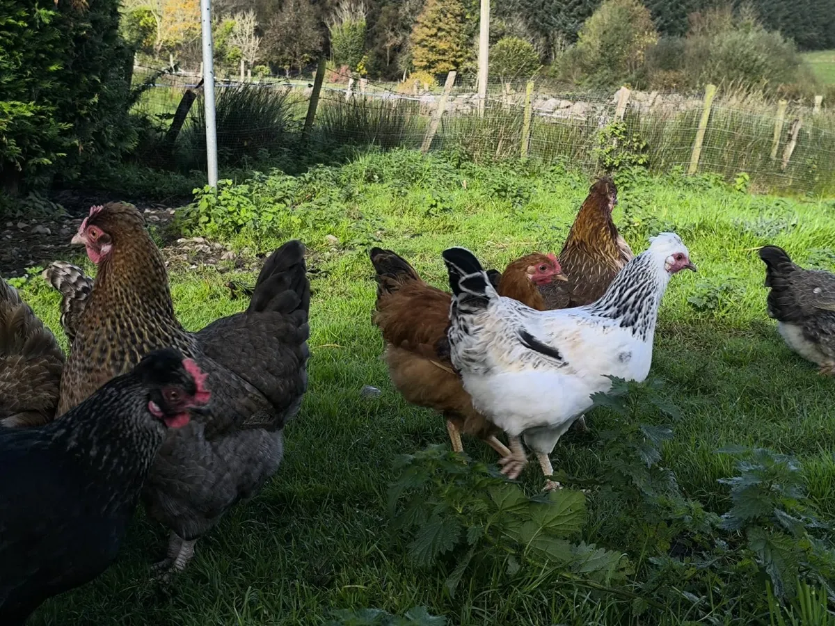 Hen's - Image 3