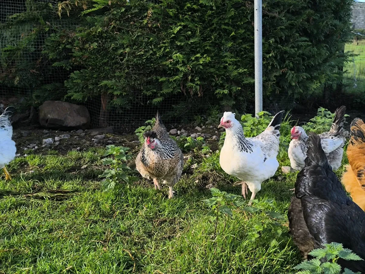 Hen's - Image 4