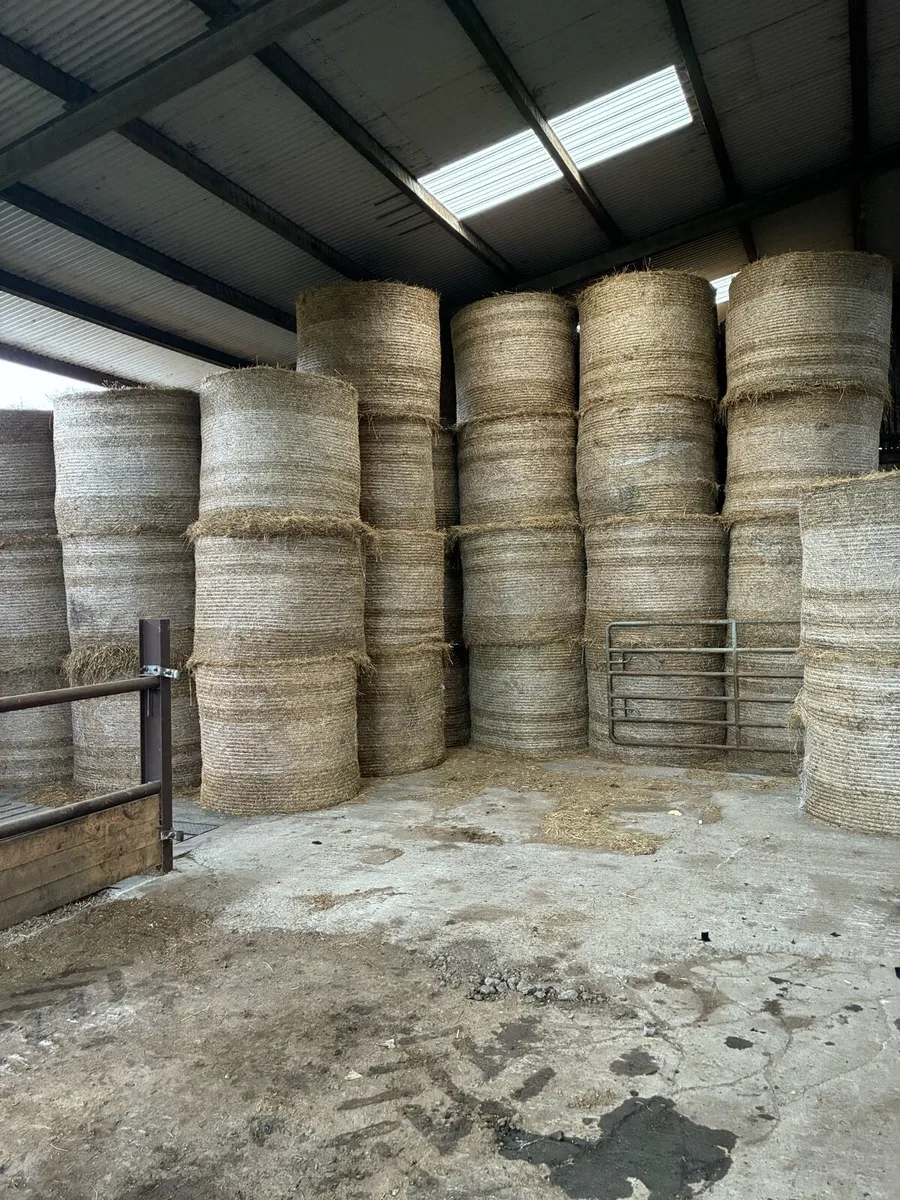 Bedding - Image 1