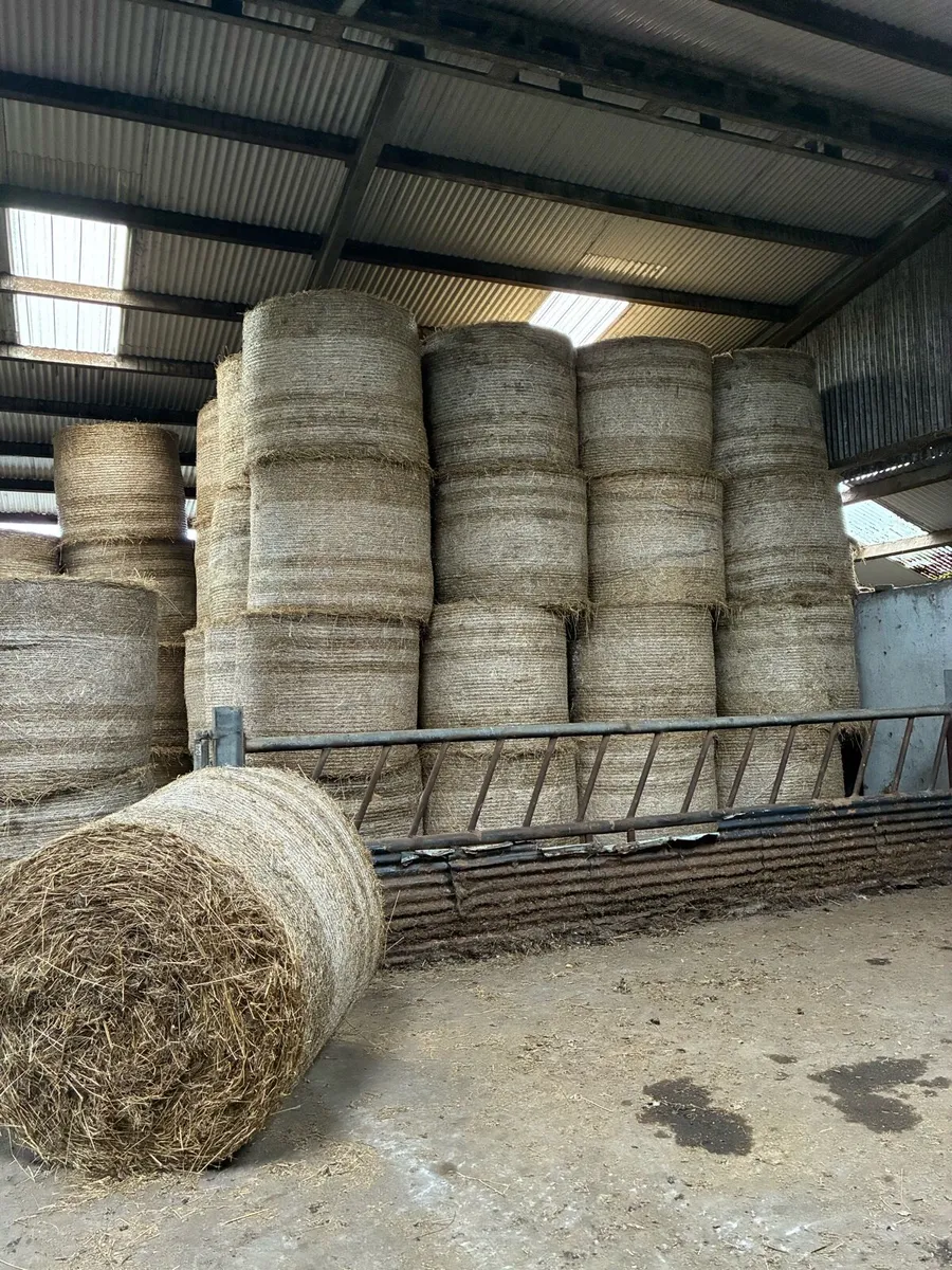 Bedding - Image 2