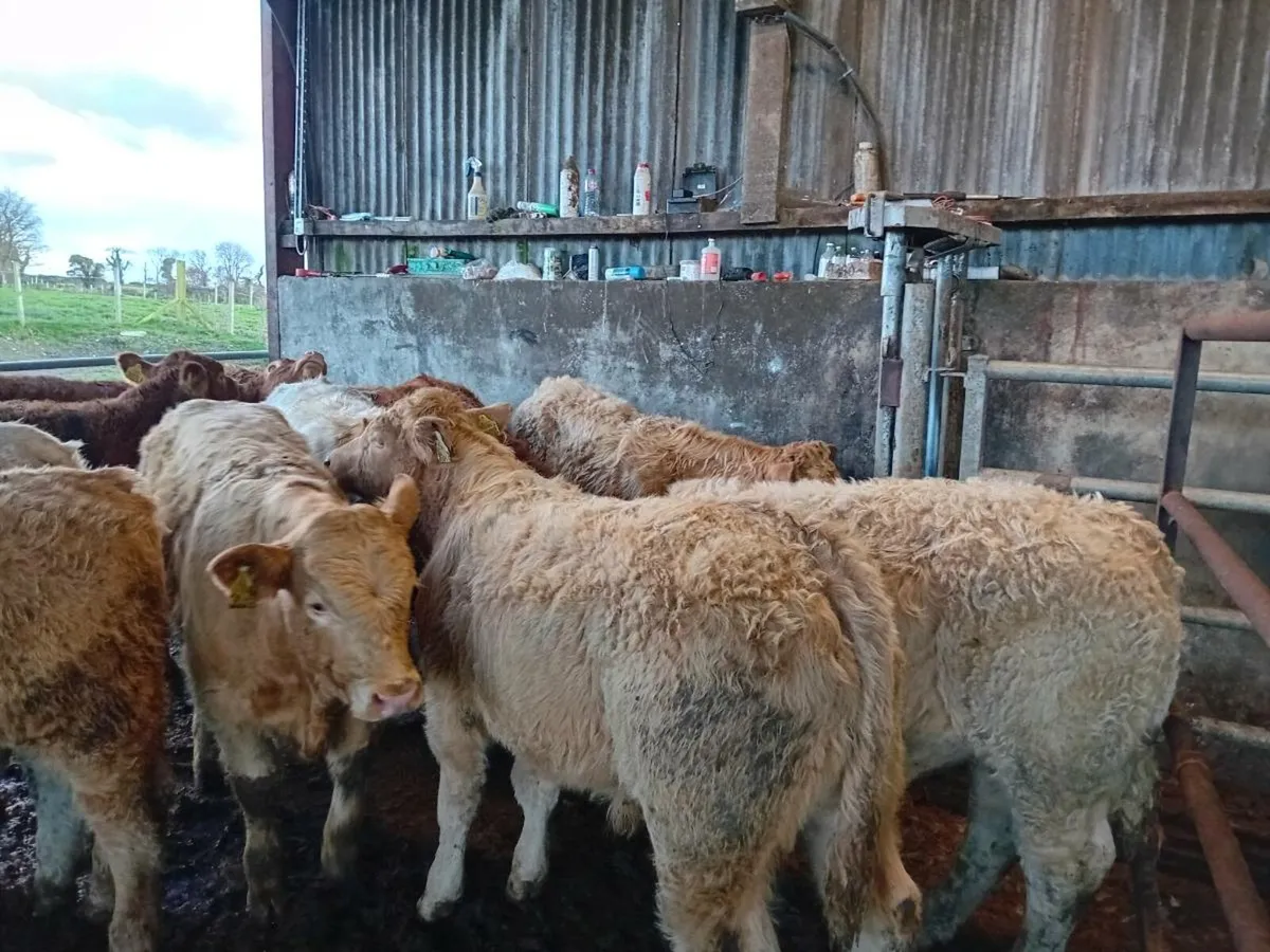 14 Smashing Charlaois bull Weanlings - Image 1