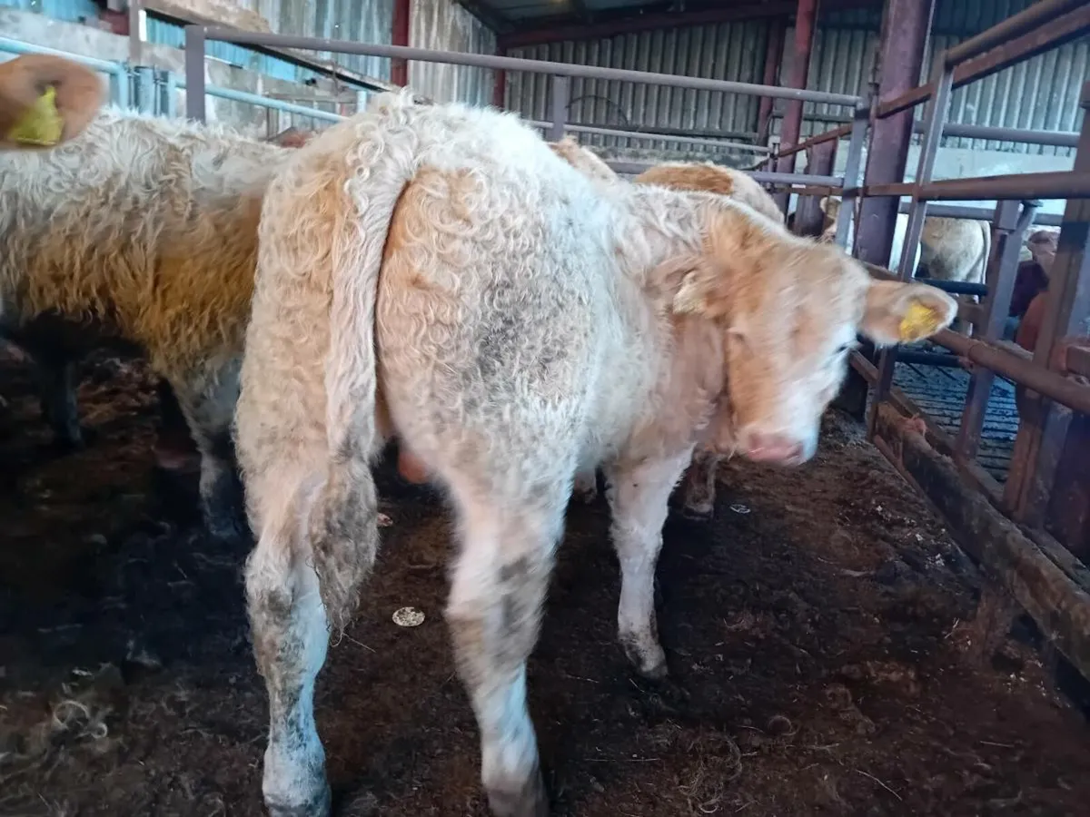 14 Smashing Charlaois bull Weanlings - Image 2