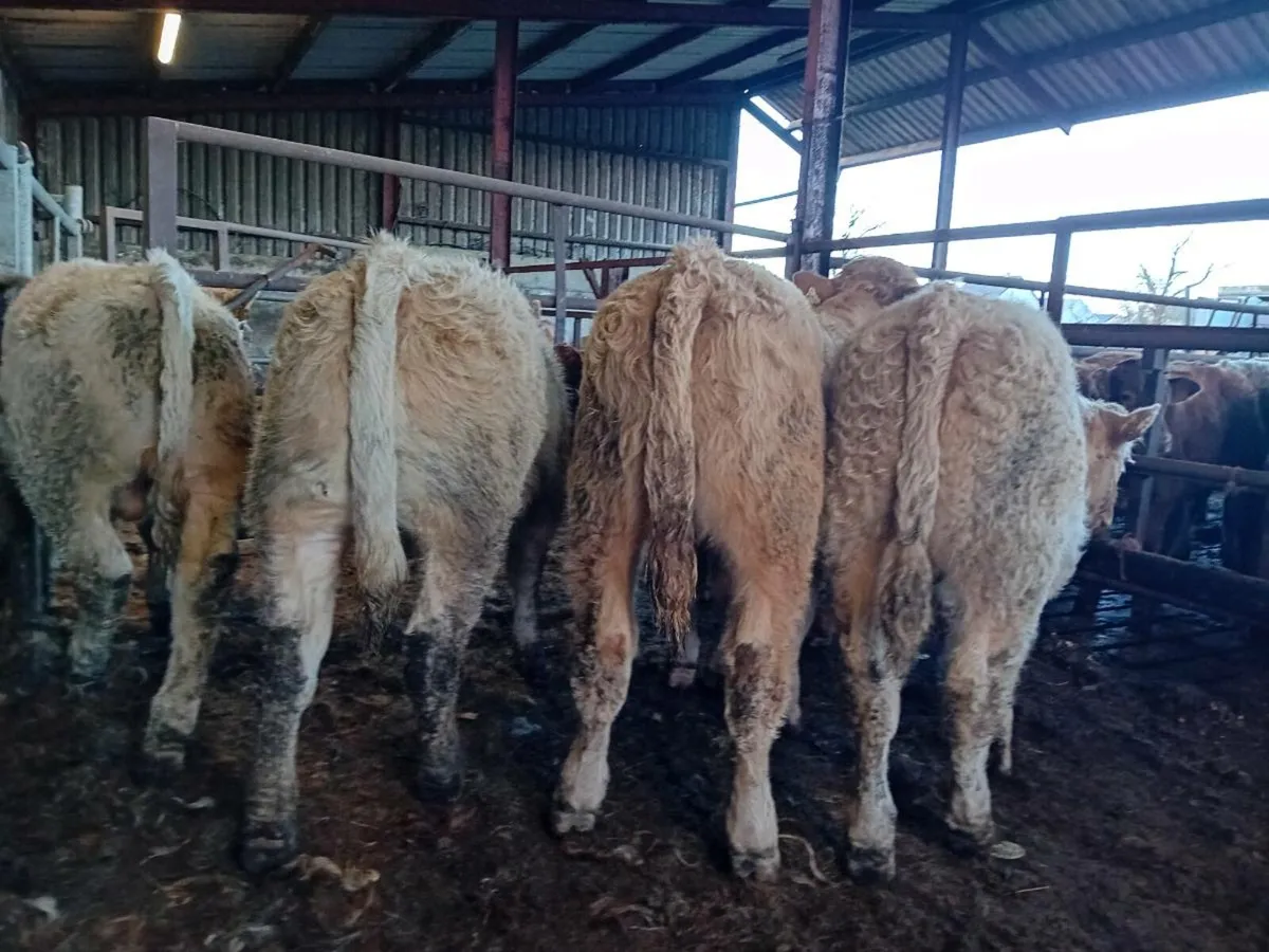 14 Smashing Charlaois bull Weanlings - Image 3