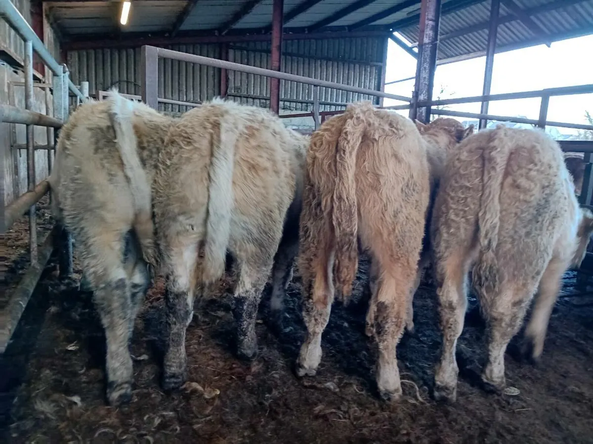 14 Smashing Charlaois bull Weanlings - Image 4