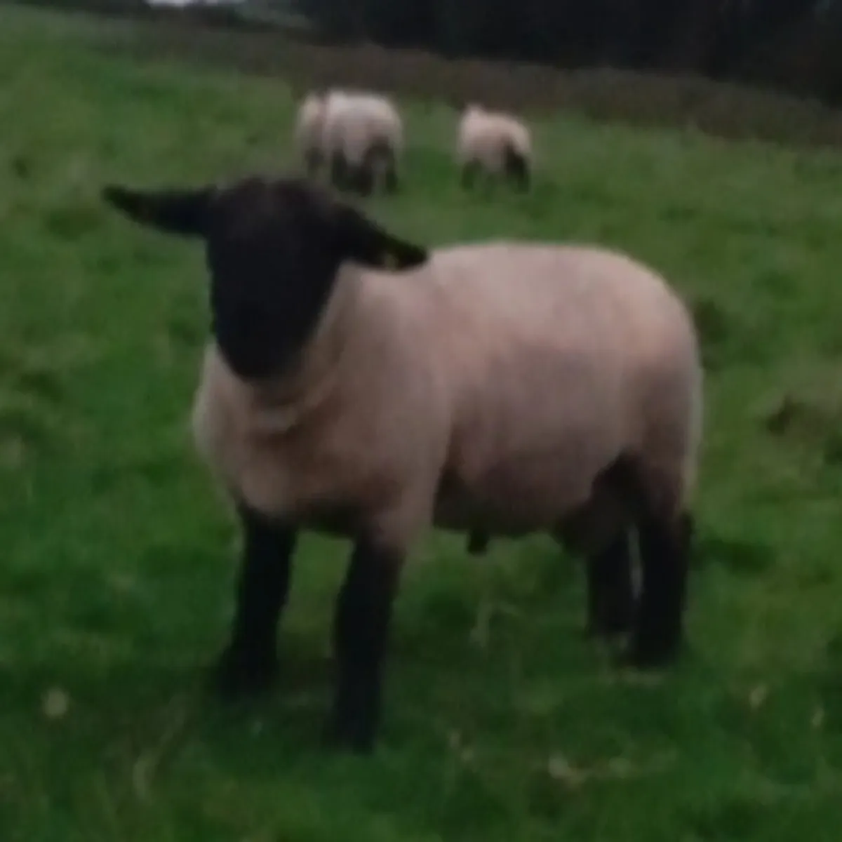Suffolk hogget rams - Image 1