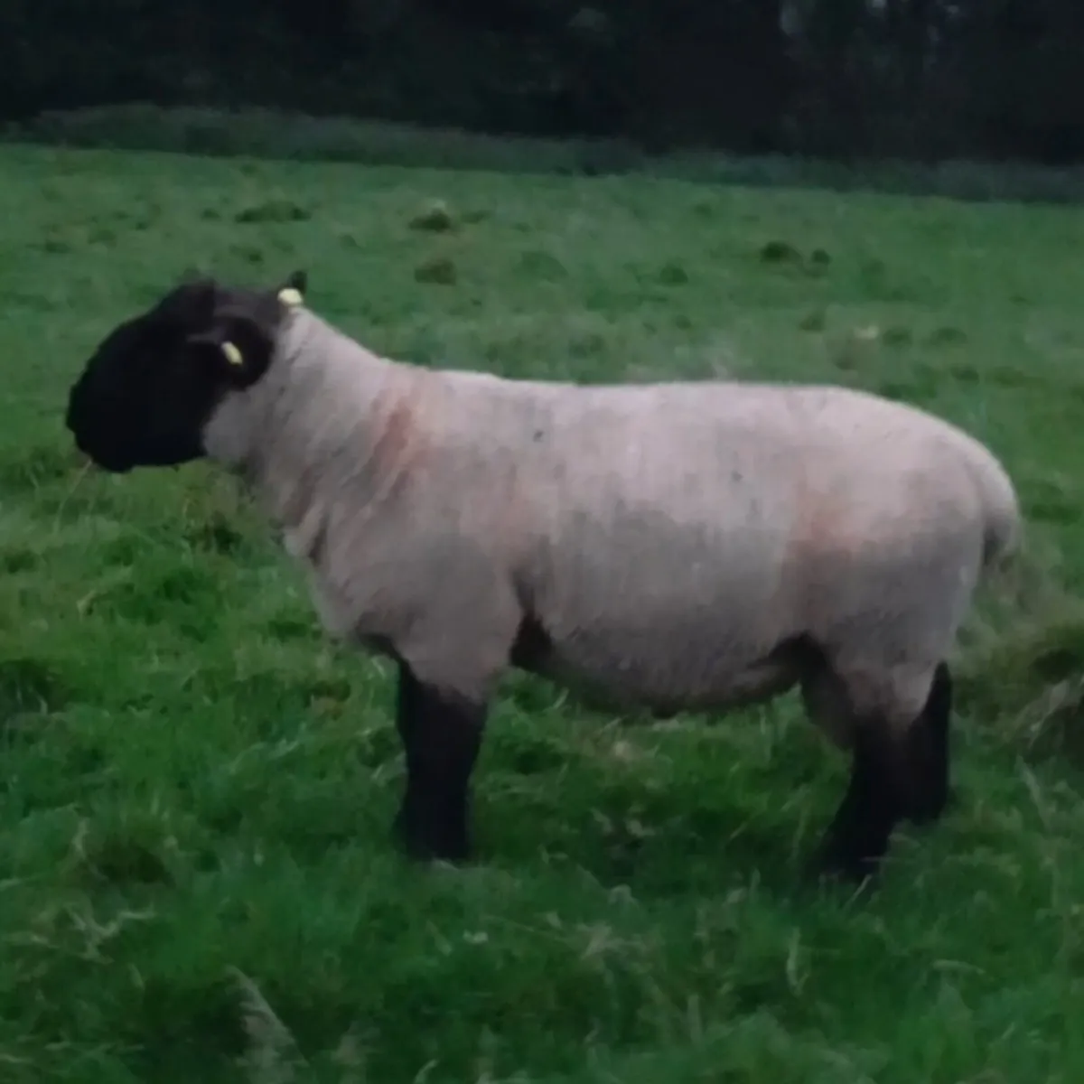 Suffolk hogget rams - Image 2