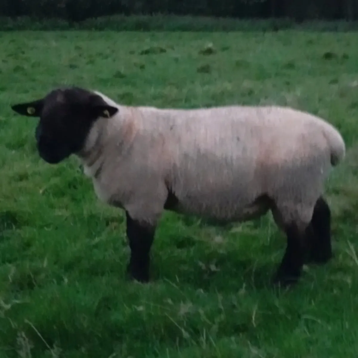 Suffolk hogget rams - Image 3