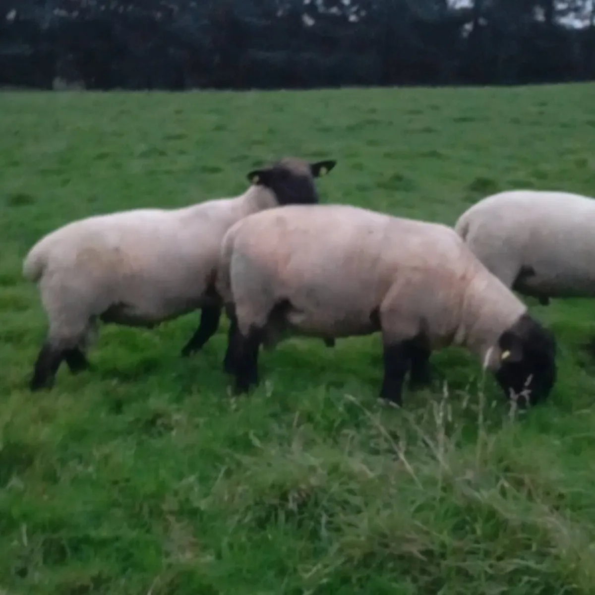 Suffolk hogget rams - Image 4