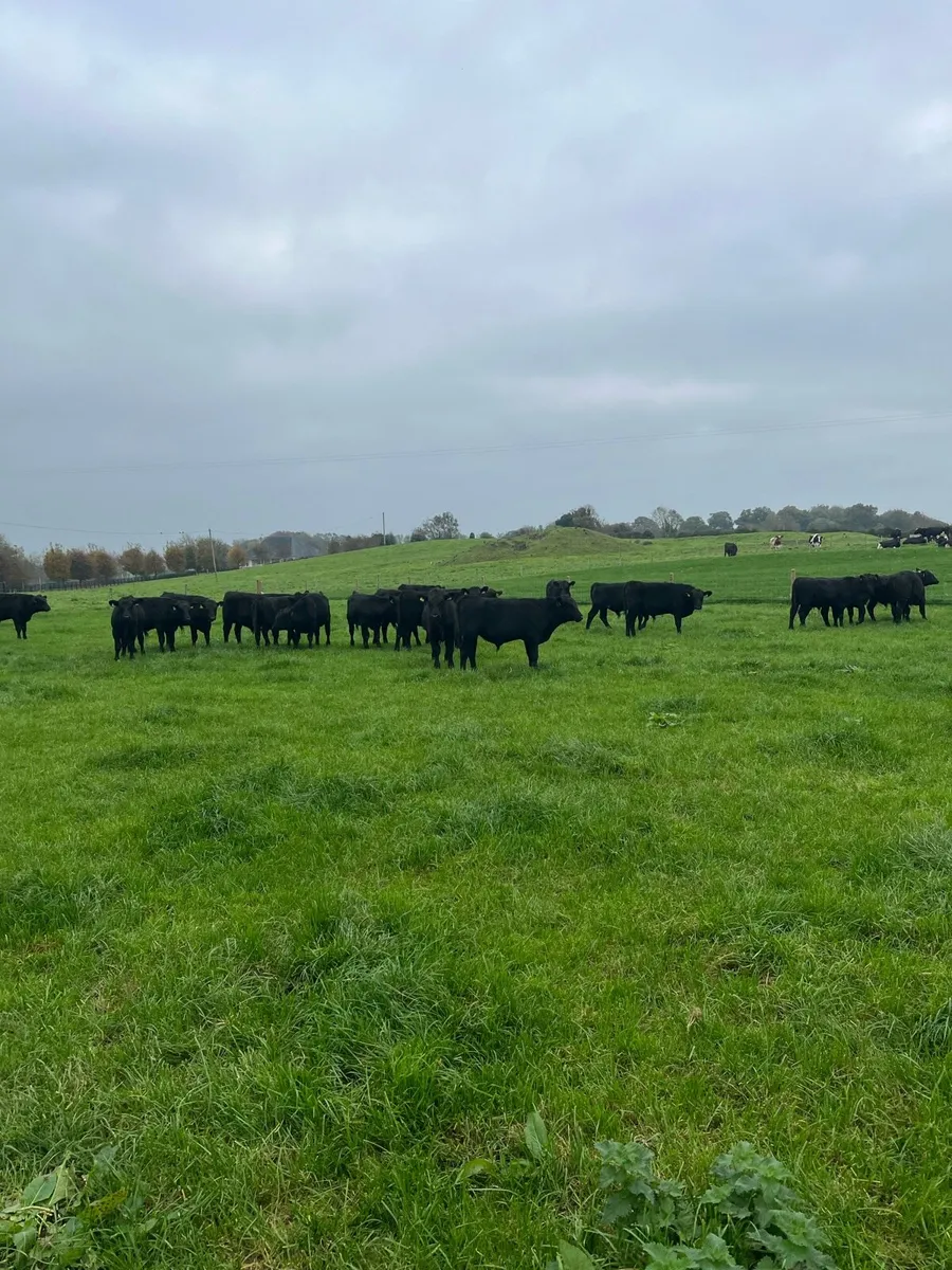 Livestock - Image 1