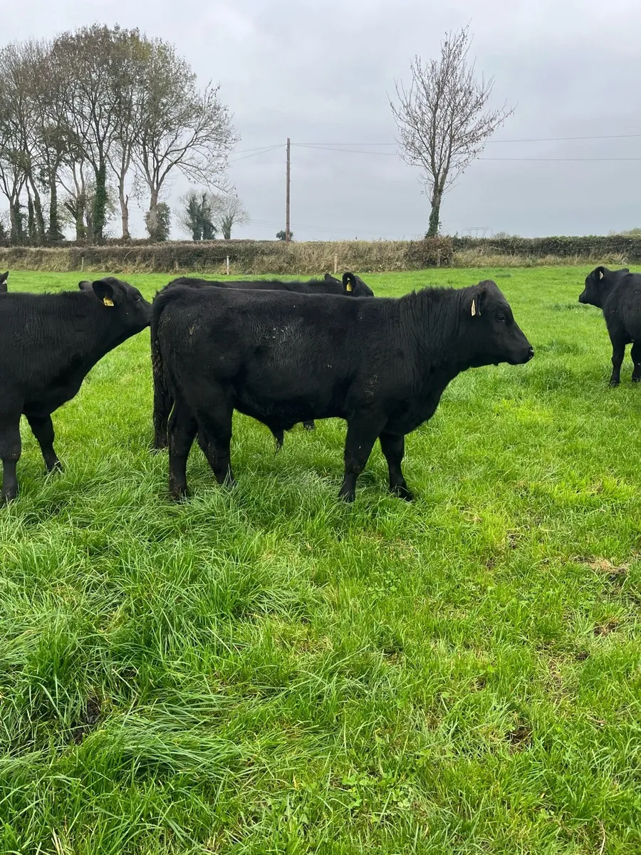 Livestock - Image 2