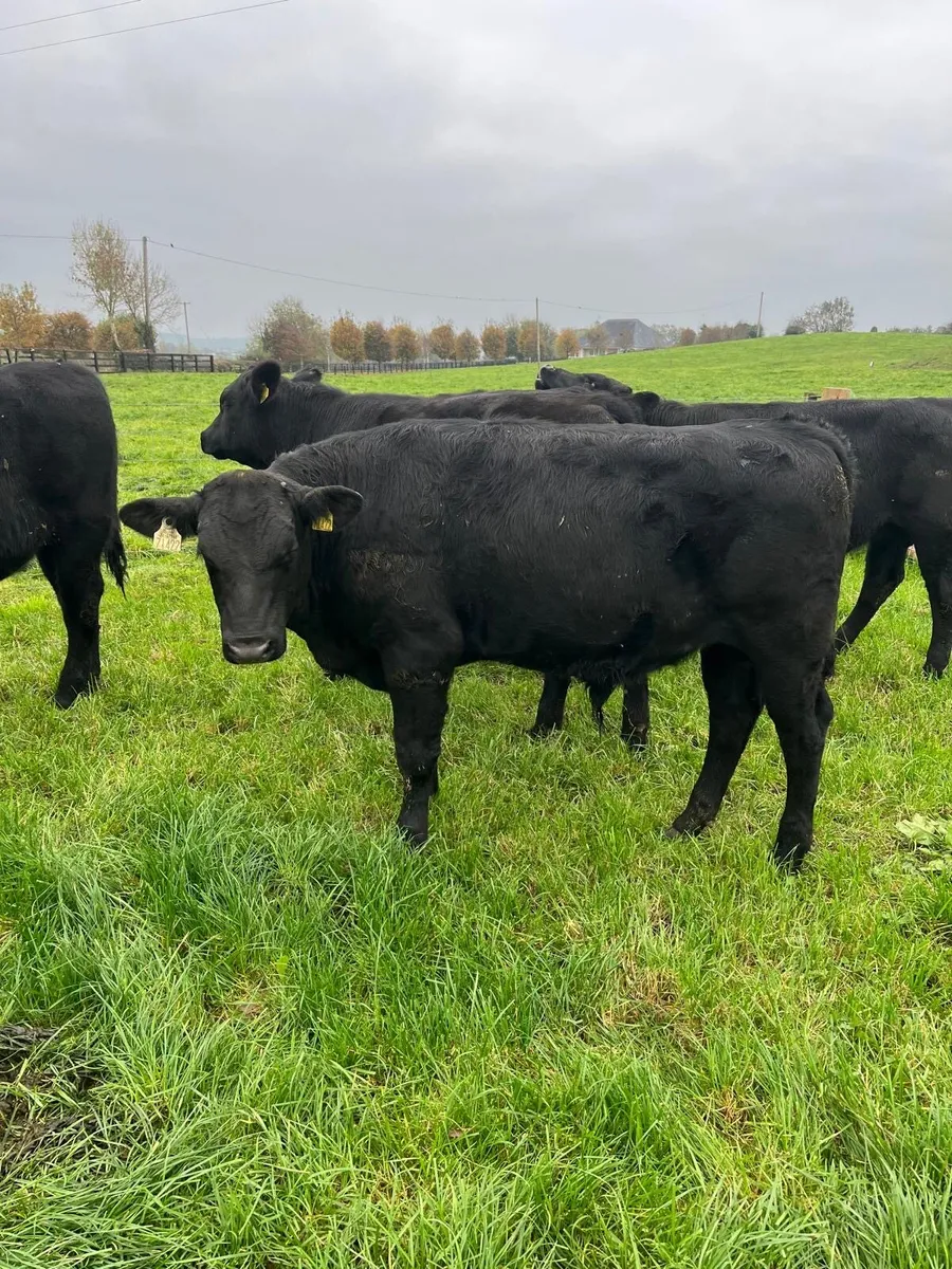 Livestock - Image 3