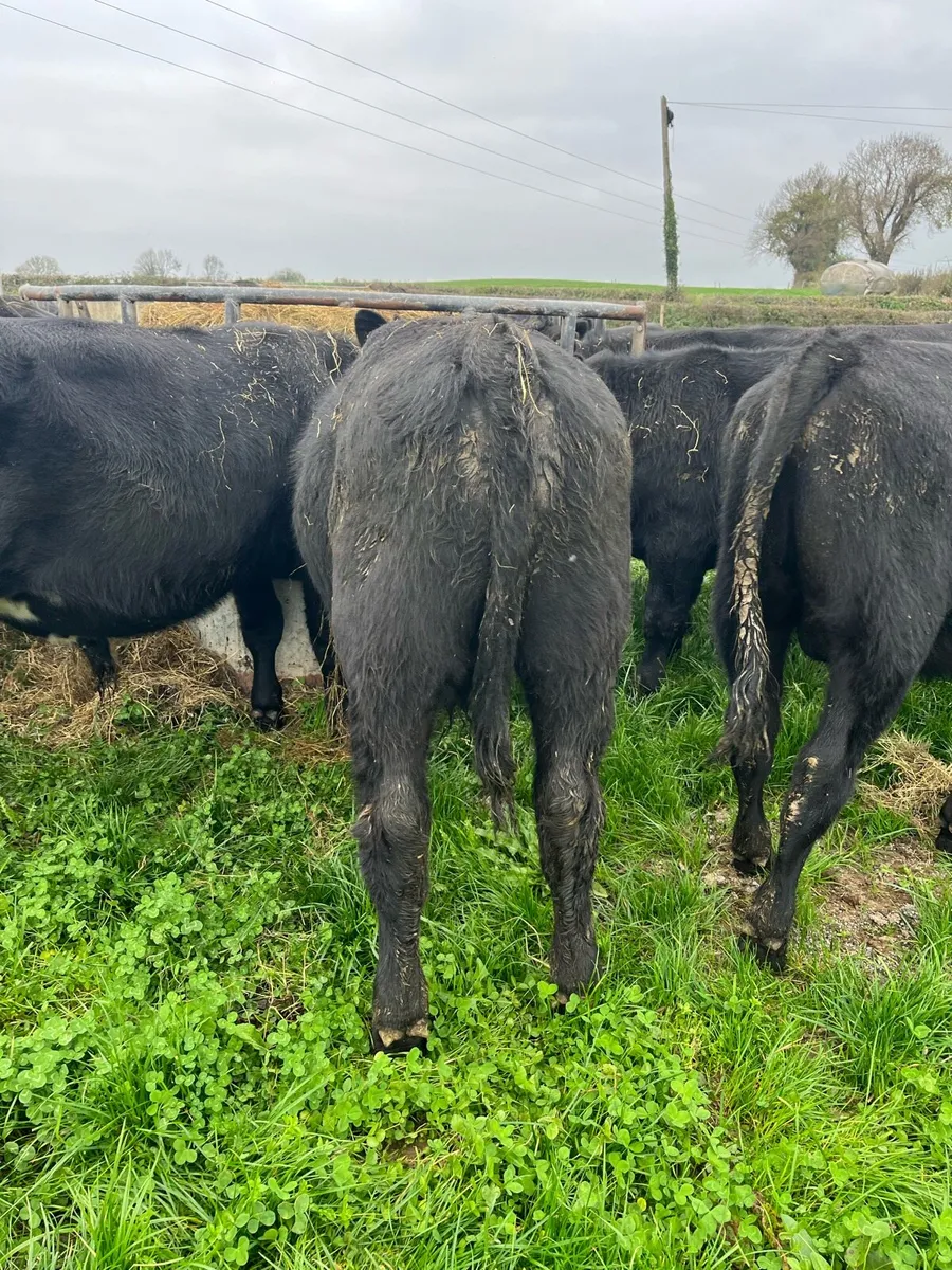 Livestock - Image 4